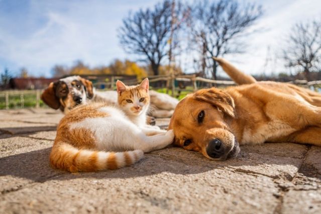 Hund und Katze als Futterspende
